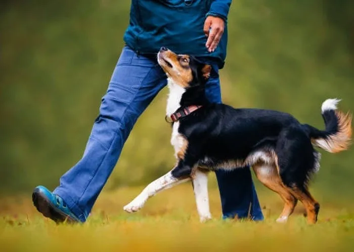 Certified Dog Trainer for Well-Behaved Dogs in San Antonio