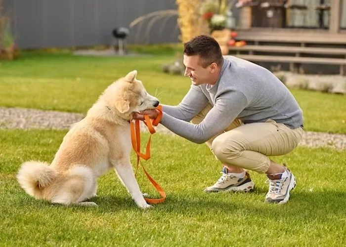 A Smarter Way to Train with Private dog training in San Antonio
