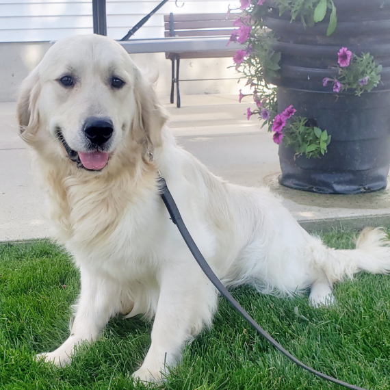 Buddy