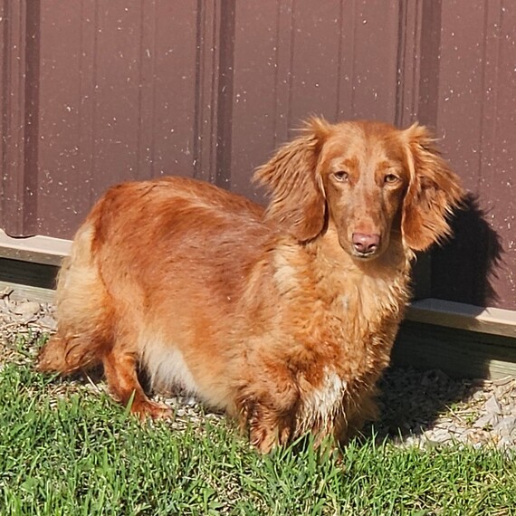 Annie
