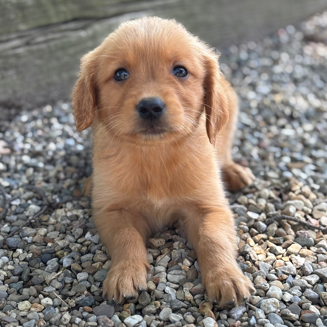 Jet