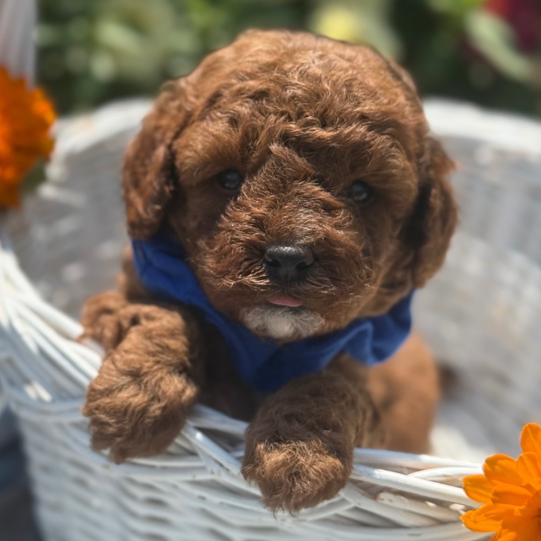 Tucker